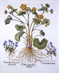 Moerasboterbloem, Maartse Viooltje en Lentegentiaan, uit Hortus Eystettensis, door Basil Besler, 1613