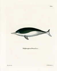 Mealy-mouthed bruinvis