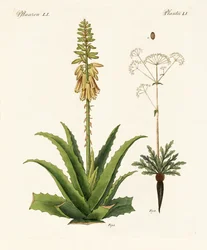 Medische planten