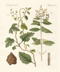 Medische planten