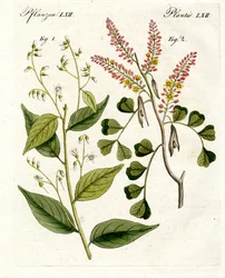 Medische planten