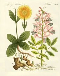 Medicinale planten
