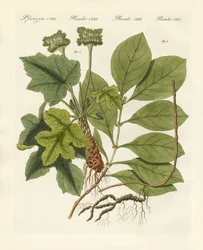 Medicinale planten