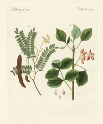 Medicinale planten