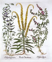 Reseda, Polei en Moerasmunt, uit Hortus Eystettensis, door Basil Besler, 1613