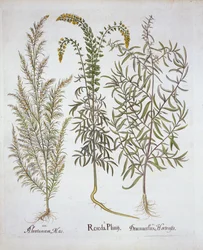 Reseda, Alsem en Dragon, uit Hortus Eystettensis, door Basil Besler, 1613