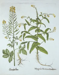 Mitre Cress en Witte Mosterd, uit Hortus Eystettensis, door Basil Besler, gepubliceerd 1613