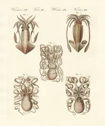 Weekdieren of zachte wormen