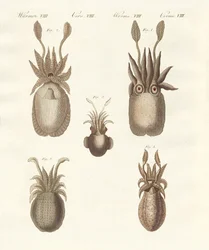 Weekdieren of zachte wormen