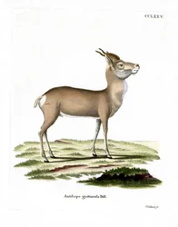 Mongoolse gazelle