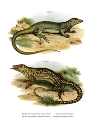 Varaan