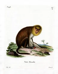 Monnik Saki