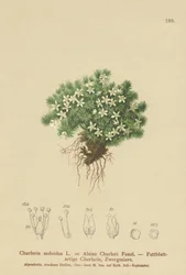 Mossy Cyphel