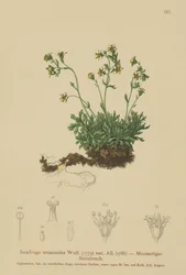 Mossteenbreek