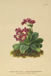 Berg Sleutelbloem (Primula villosa)