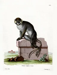 Snor Aap (gekleurde gravure)
