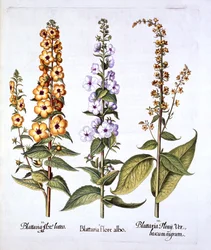 Toorts, geslacht Verbascum, uit Hortus Eystettensis, door Basil Besler, 1613