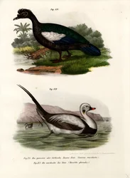 Muskuseend, 1864