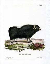 Muskusos