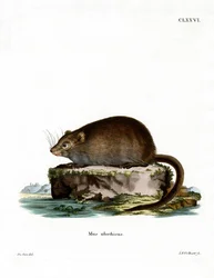 Muskusrat