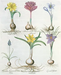 Narcissen, krokussen en hyacint: 1.Narcissus autumnalis; 2.Hyacinthus autumnalis; 3.Crocum biflorum; 4.Colchium album; 5.Colchium versicolor; 6.Narcissus autumnalis, uit de Hortus Eystettensis door Basil Besler