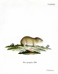 Smalhoofdwoelmuis