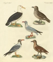 Nieuwe vogels