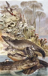 Nijl Krokodil, plaat uit "Brehms Tierleben: Allgemeine Kunde des Tierreichs", vol.7, p.504, uitgegeven door Bibliographisches Institut