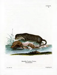 Noord-Amerikaanse otter