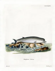 Noordelijke Butskop