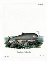 Noordelijke Butskop