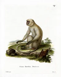 Noordelijke grijze langoer