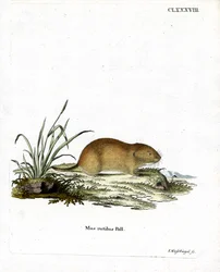 Noordelijke Roodrug Woelmuis