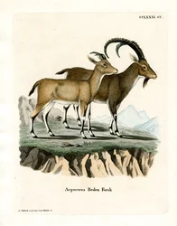Nubische steenbok