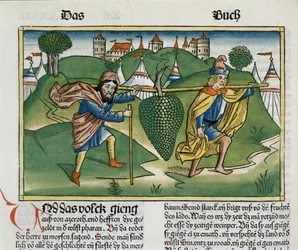 Numeri 13:23 De druiven van Eschol, uit de Neurenbergse Bijbel (Biblia Sacra Germanaica)
