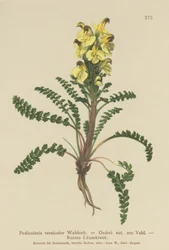 Oeders Ratelaar (Pedicularis versicolor, Pedicularis Oederi)