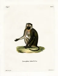 Olijf Baboon