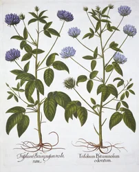 Eenbloemige Klavers, uit Hortus Eystettensis, door Basil Besler, 1613