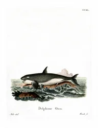 Orka