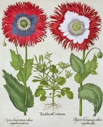 Sierpapavers, uit de Hortus Eystettensis door Basil Besler (1561-1629), pub. 1613