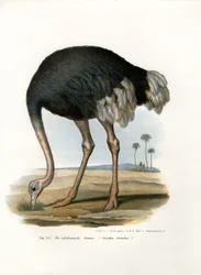 Struisvogel, 1864