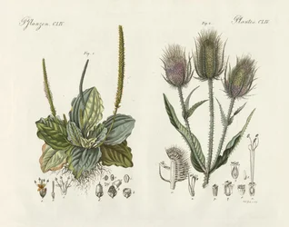 Uitstekende planten