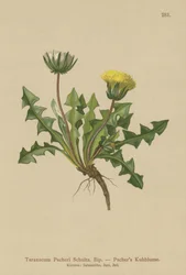Pacheris Paardenbloem