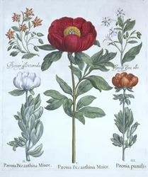 Pioenen en Bernagie, uit Hortus Eystettensis, door Basil Besler, gepubliceerd 1613