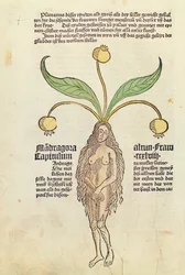 Pagina uit een gedrukt boek