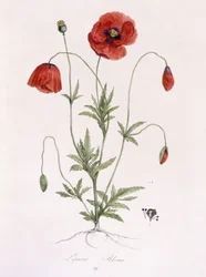 Klaproos