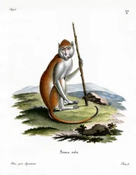 Patas Aap
