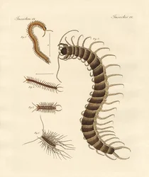 Eigenaardige insecten