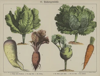 Planten