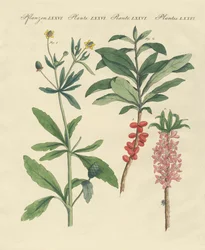 Giftige Duitse planten